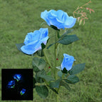 blue blue light