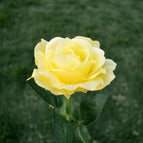 Single yellow rose