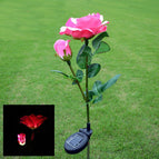 Double -headed pink rose