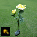 Double -headed yellow rose