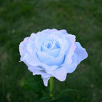 Single blue rose