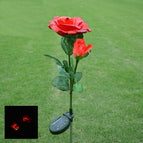 Double -headed red rose