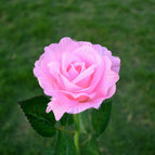 Single -headed rose