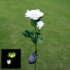 Double -headed white rose