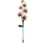 White Purple Core