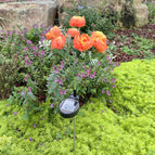 Orange -red